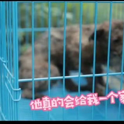 现货一只被活埋的狗狗----憨憨(非卖品 仅供展示)