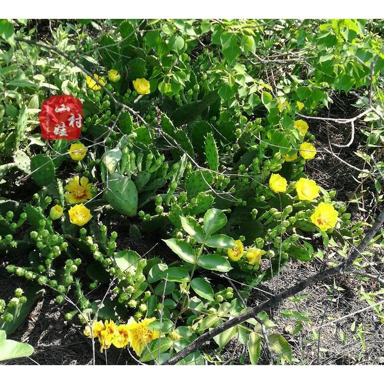 多肉植物仙人掌种植深山老林仙人掌片带根发货现摘现发仙人掌包邮