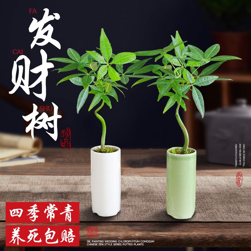 速发发财树绿盆栽水培植物花卉小植室内好养四季招财盆掌上树景