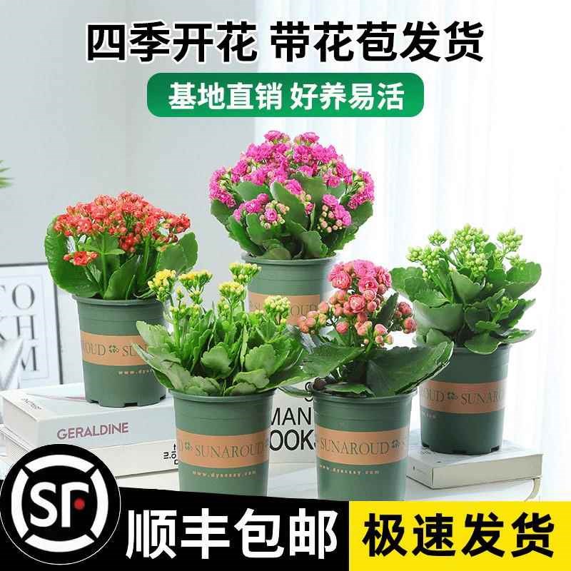 速发花寿花盆栽重瓣大长带花苞四苗花季室内开花好养的花卉植物