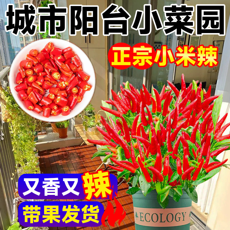 速发朝辣椒盆栽带果椒苗辣天椒苗特辣台四季开花结绿果植物
