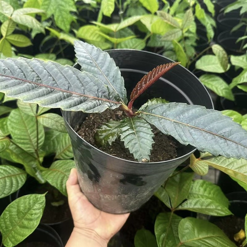 速发2411供应 新几内亚 单叶火筒树 小苗 葡萄科火筒树属植物