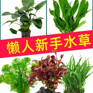 速发鱼缸真水草造球活阴性沉藻景净水懒人水兰莫斯养鱼生绿木植物