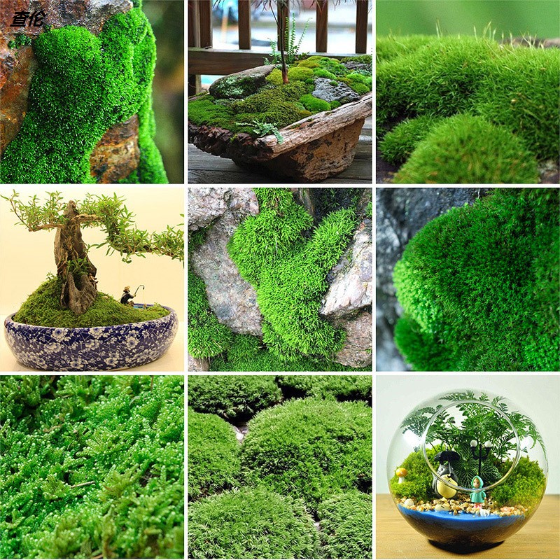 速发鲜活苔藓微景观山物盆景盆栽水陆缸假植草材景造料白发藓短绒