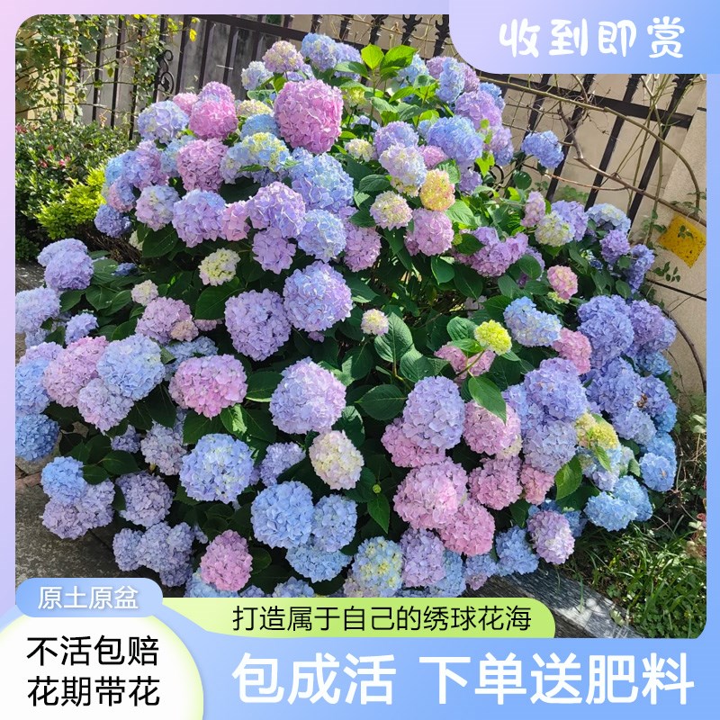 速发绣球花苗开尽卉盆栽四季无花带花苞台花夏植物老桩室内好养易