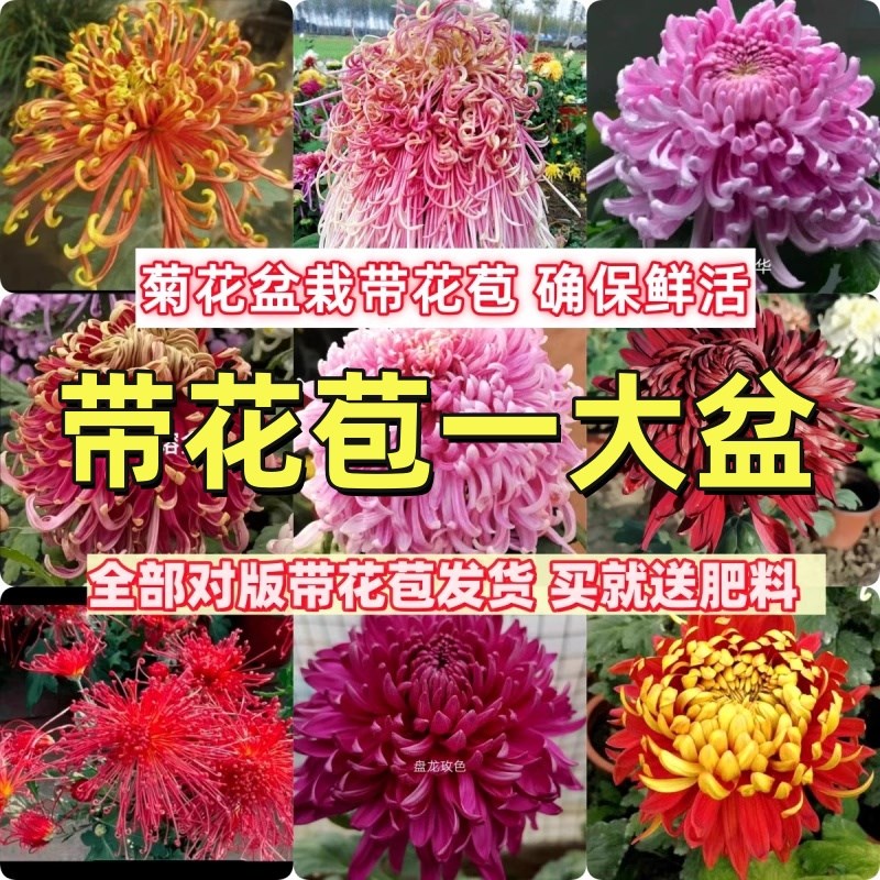 速发菊花盆九带花千大苗栽月菊秋菊大花兵乓菊苞头菊绿植花卉台庭