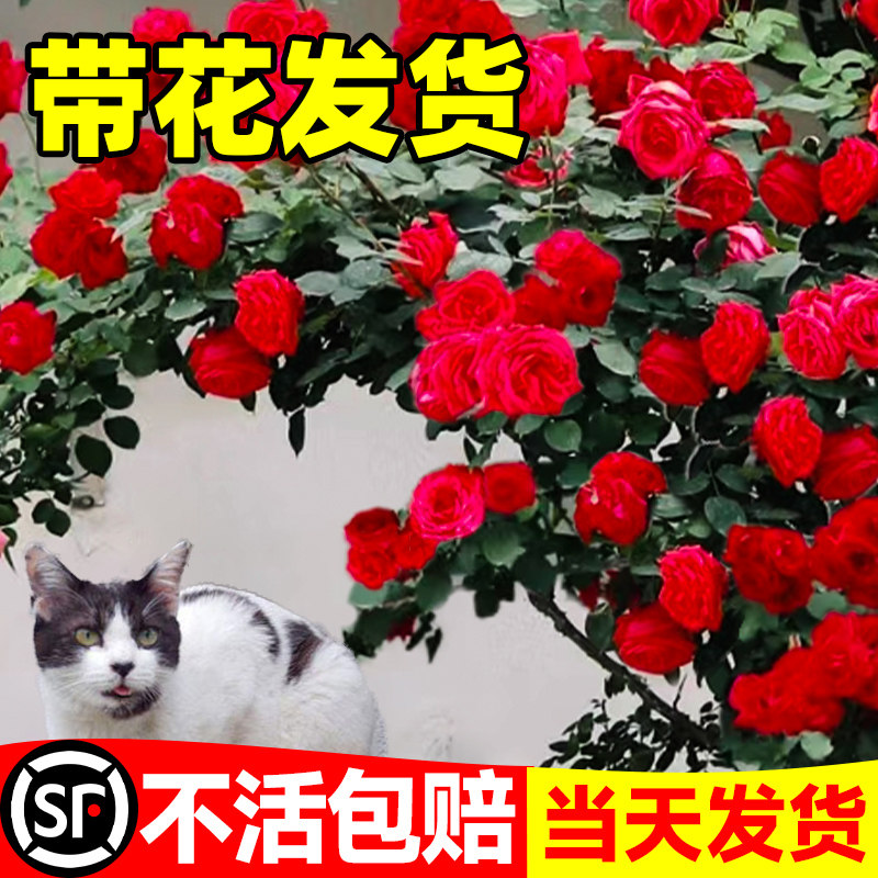 速发佛罗雨月娜月季大花苗藤本爬藤蒂季盆栽庭院植物蓝色阴伦玫瑰