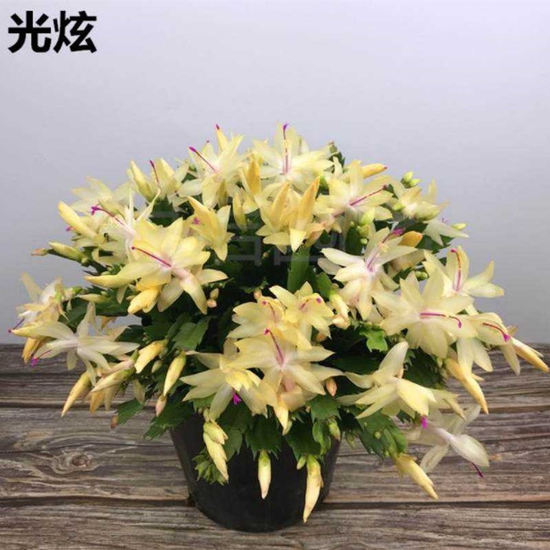 速发蟹爪兰带花苞多色接嫁带带带原土盆根土当年开花办公室假昙花