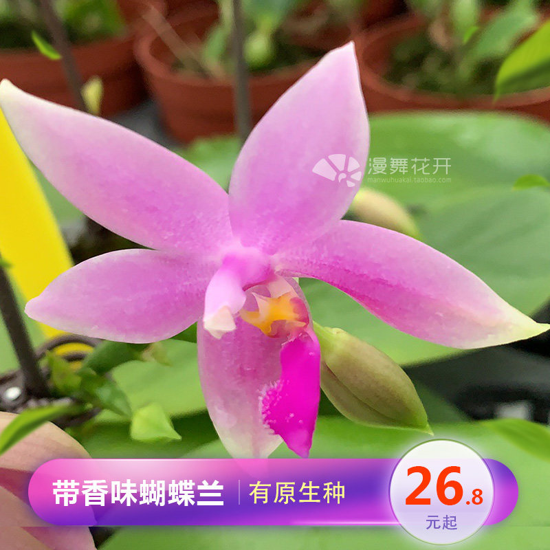 速发原生种蝴蝶兰带香部的蝴蝶兰花苗味分带花箭实生蝴蝶兰清有香