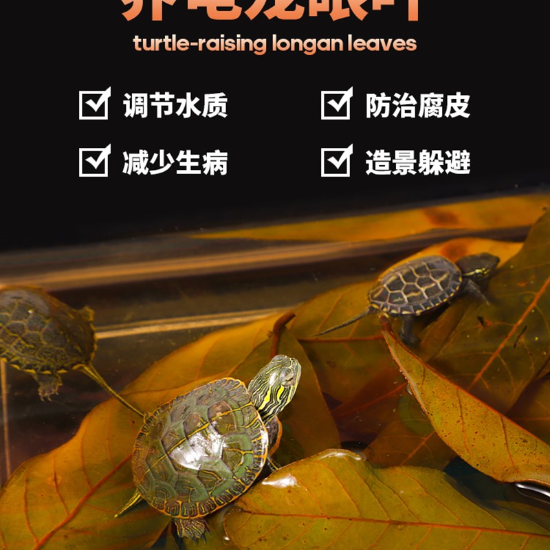 速发龙眼防养龟仿原叶态预生腐皮改善水质乌龟缸环境造景龟用龙眼