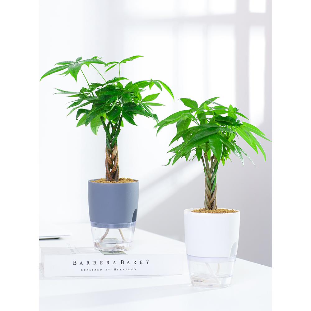 发财树盆栽植物招财小盆景好养易活绿植客厅办公室内桌面水培花卉