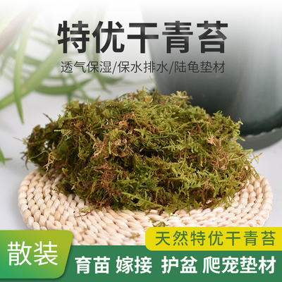 速发干青苔无菌水苔蝴藓蝶兰种养土营植育苗石斛乌龟爬宠垫材