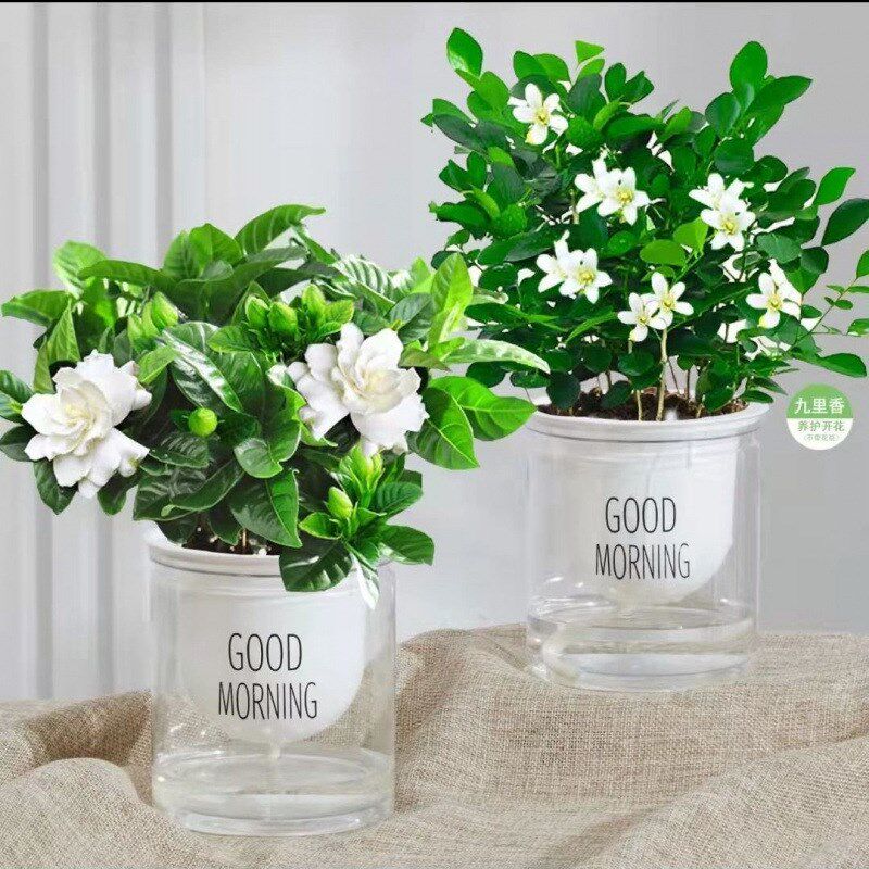 速发绿萝发财树富贵竹多肉水培植物甲醛花卉盆栽除室内桌面小绿植