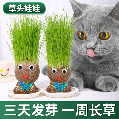 速发浇水头顶长草意小娃娃盆栽种植浇水娃娃儿童种草幼儿园创头水