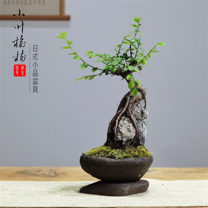 提根造型小盆栽禅意榆树盆景室内桌面微型小叶榔榆茶台摆件绿植