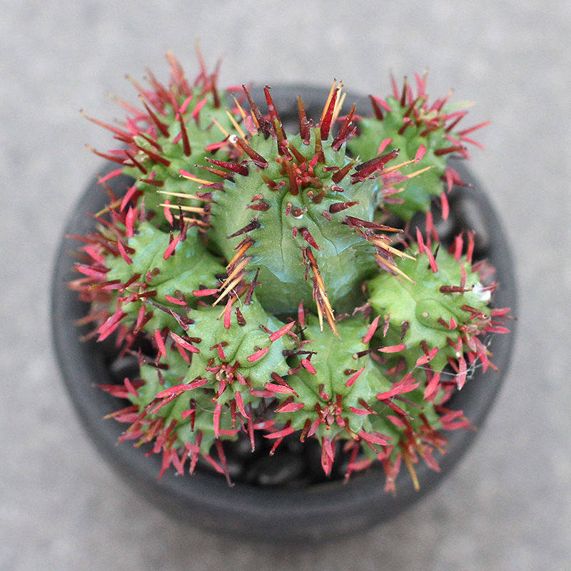 新品麟 大戟科多肉植物r红彩阁仙人球盆栽绿植花卉组合【3月4日.