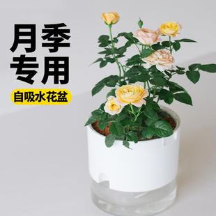 专用花盆月季 月季 花玫瑰花种植盆阳台养花种花家用自动吸水花盆