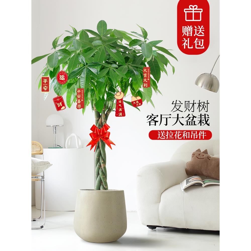发财树客厅盆栽大室内落地绿植大型植物辫子公司开业乔迁送礼大号