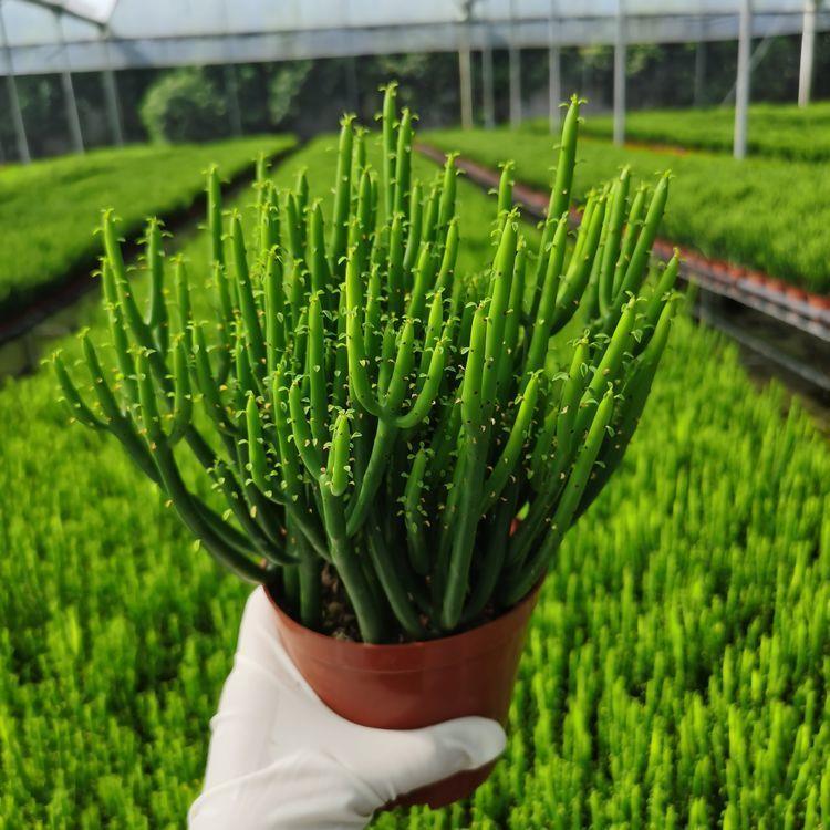【15cm老根15根】光棍树膨彭珊瑚树摇钱树发财多肉植物绿盆栽