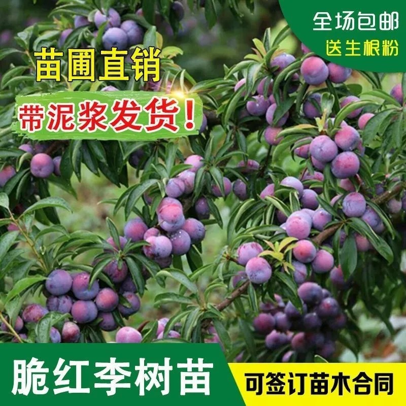 四川汶川晚熟脆红李落叶