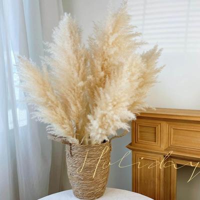 天然芦苇蒲苇真花干花婚庆店铺软装花ins风客厅家居落地装饰摆设