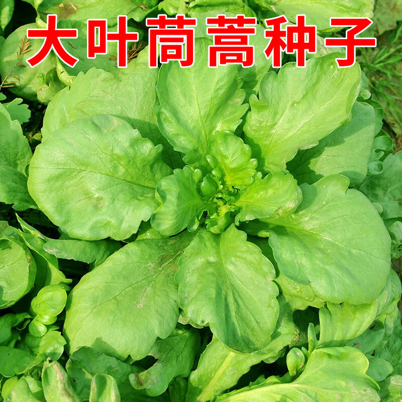 大叶茼蒿种子茼蒿菜种籽秋冬季菜种籽皇帝菜耐寒阳台蔬菜种孑大全