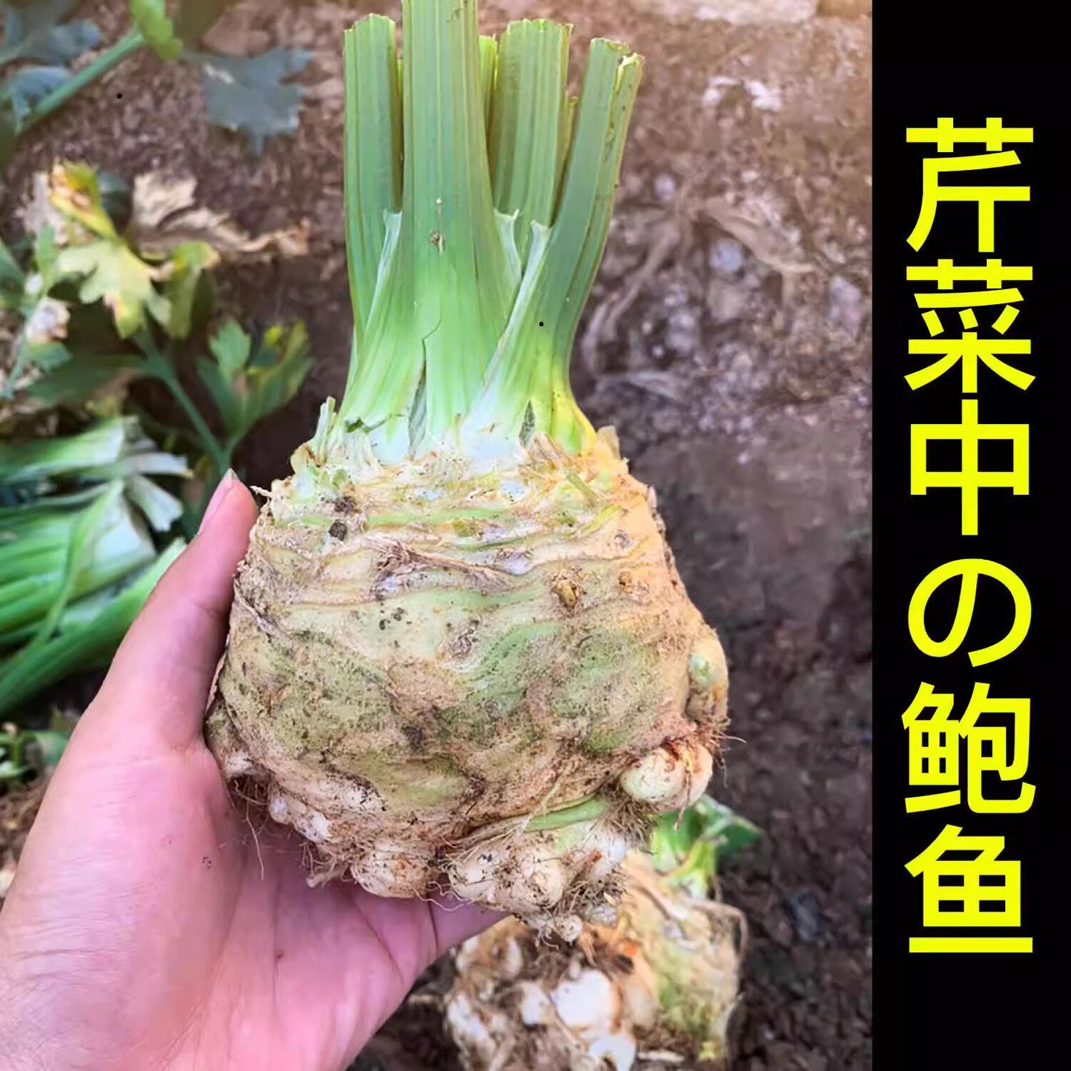 根芹种子四季盆栽阳台庭院种植高产根芹菜籽菜籽芹菜种子四季盆栽
