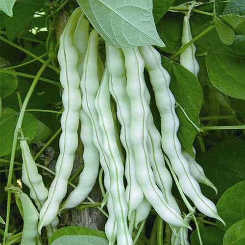 九粒白芸豆种子豆角种籽白不老来少豆角四季菜豆蔬菜种孑四季种植