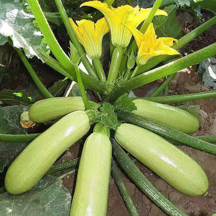西葫芦种子南瓜春夏秋季种植耐寒抗病高产易种植可盆栽蔬菜种子籽