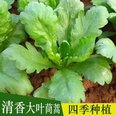 大叶茼蒿种子菜秧皇帝菜苗菊花菜苗耐寒蔬菜苗小叶茼蒿可多次采摘