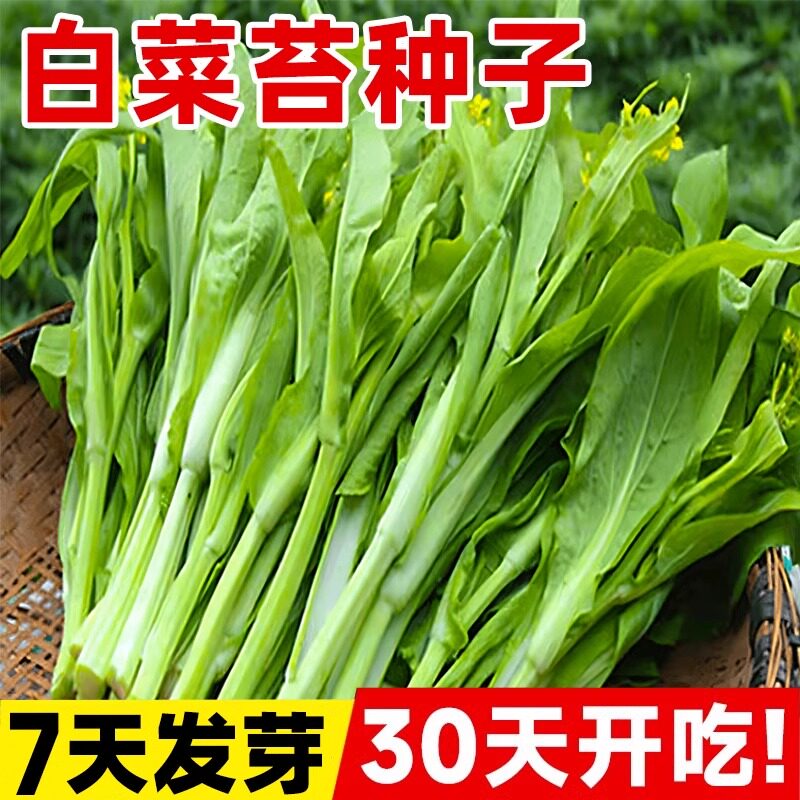 白菜苔种子四季早熟速生奶油白菜种籽四九菜心蔬菜种植阳台庭院