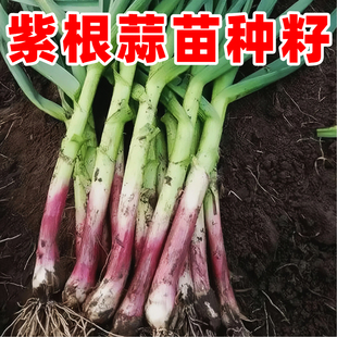 四季宽叶蒜苗蒜种大蒜种子种籽大蒜头红根紫皮自种红皮大蒜苗种子