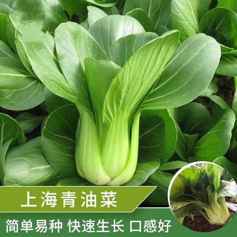 四季上海青种子白菜种籽蔬菜种子青菜小白菜四季易种盆栽蔬菜种子