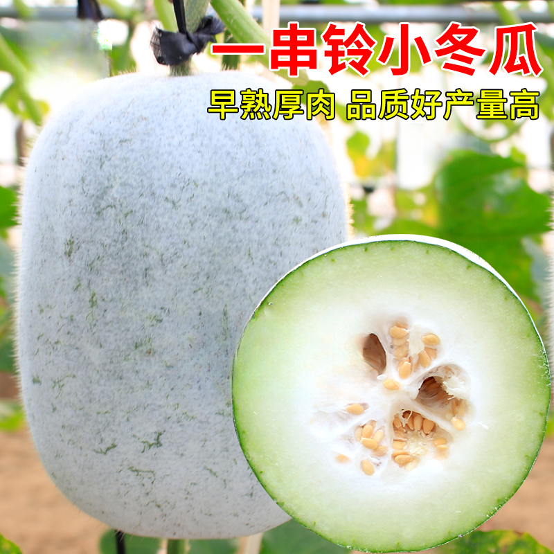 一串铃小冬瓜种子早熟高产四季种植农家菜园庭院阳台盆栽蔬菜种籽