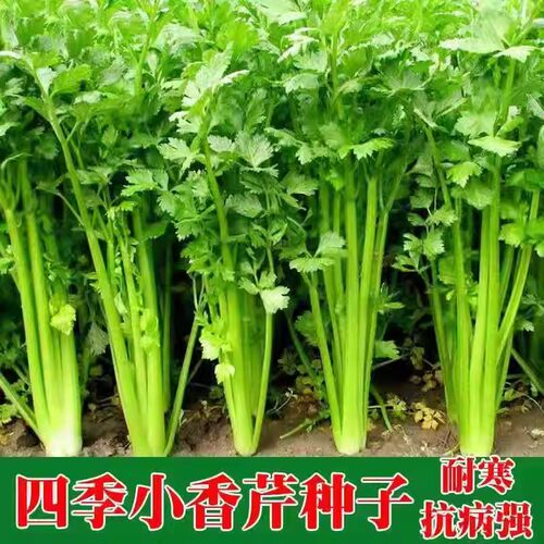 四季小香芹种子种籽苗秧香芹菜蔬菜菜种籽种白孑秧苗苗子根苗菜苗