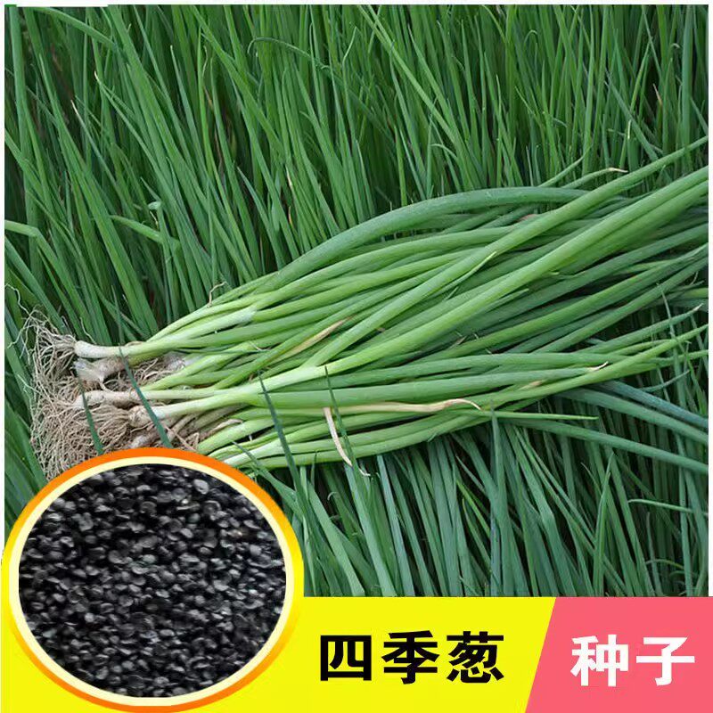 小香葱种子蔬菜种籽大全小葱菜籽四季播阳台青菜菜种现在种秋冬季