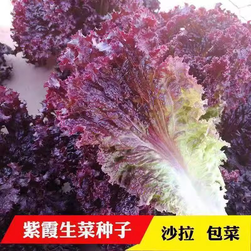 紫霞生菜种子紫叶生菜种子生菜种籽沙拉菜四季易种植庭院蔬菜种籽