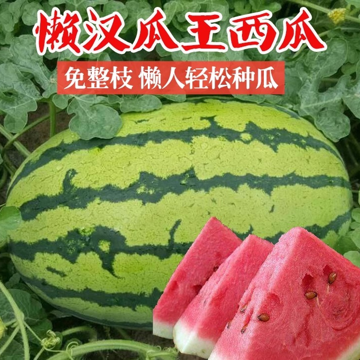 懒汉西瓜种子正品高产特大早熟四季播种庭院阳台少籽西瓜水果种籽