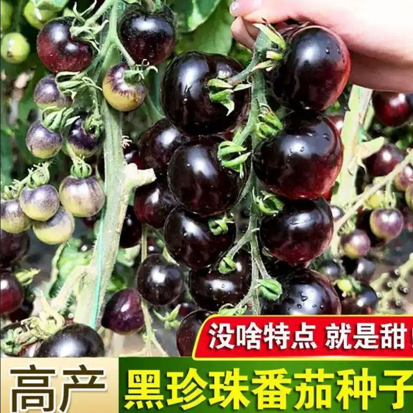 番茄种子黑樱桃小番茄春季四季阳台盆栽种植蔬菜种子黑番茄种子籽