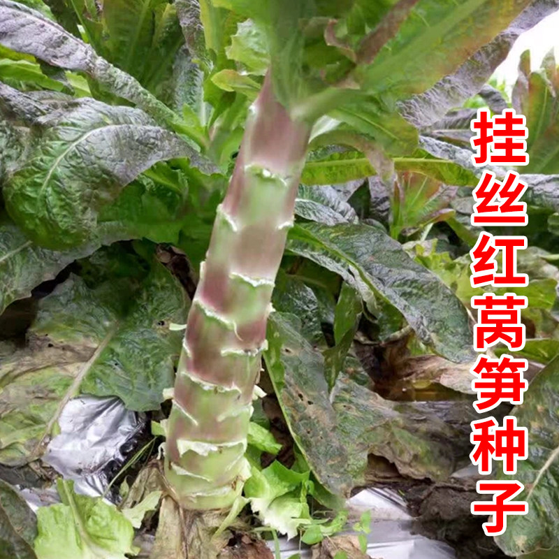 莴笋种子红莴苣种籽红皮莴笋种籽四季蔬菜种孑莴笋种籽莴笋种籽