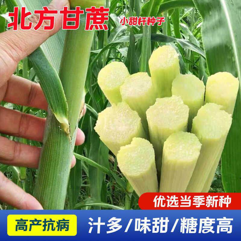 甘蔗种子甜杆种子高粱芦栗种子甜秫秸种子糖高粱种子脆甜多汁种子