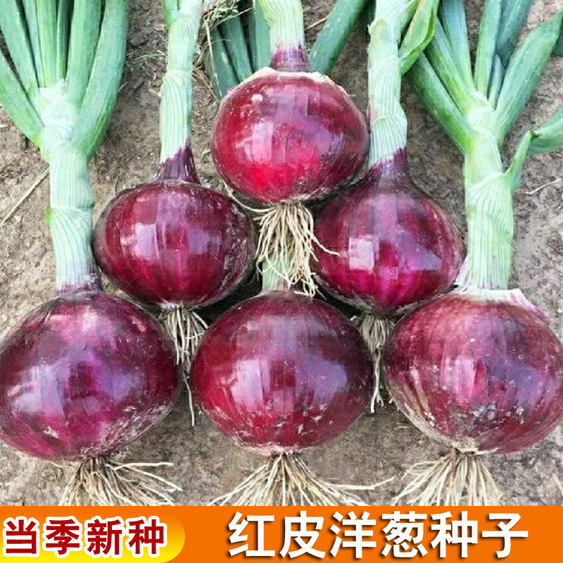 紫红皮洋葱种子特大紫皮圆葱盆栽阳台高产蔬菜种籽早熟易种菜籽孑