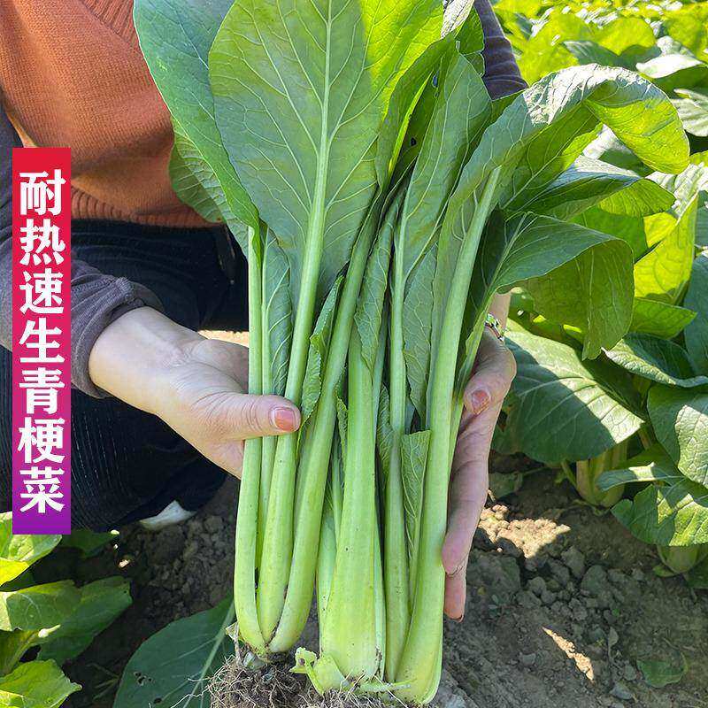高梗白青菜种子长杆白菜种籽高梗青高杆小白菜腌制酸菜大田蔬菜孑