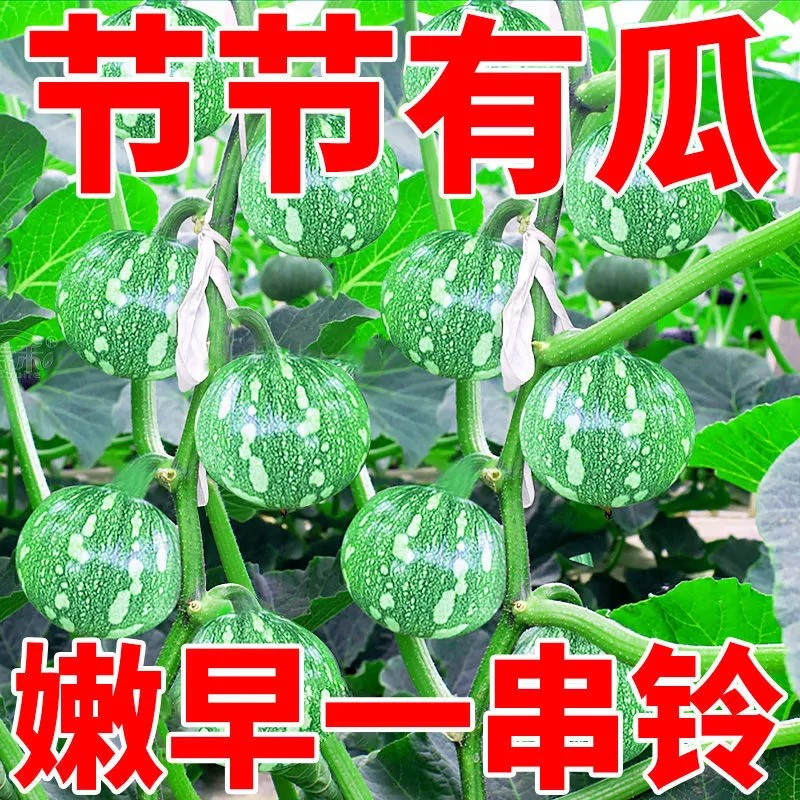 一串铃南瓜种子早熟小南瓜种子菜用种青瓜西葫芦春夏秋早南瓜种子