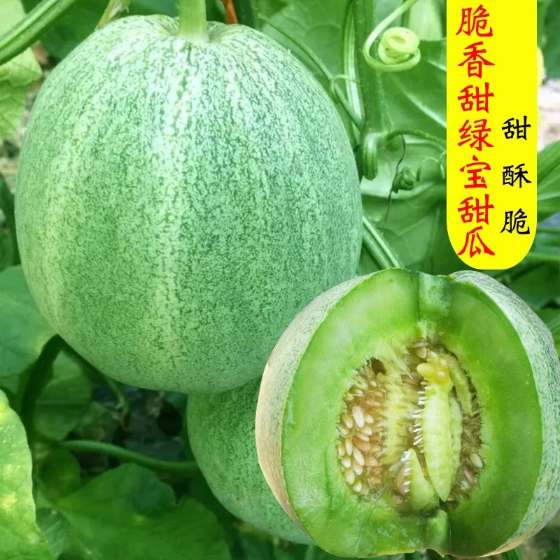绿宝石甜瓜种子绿皮甜瓜种籽春季四季水果蔬菜种子薄皮香瓜种籽孑