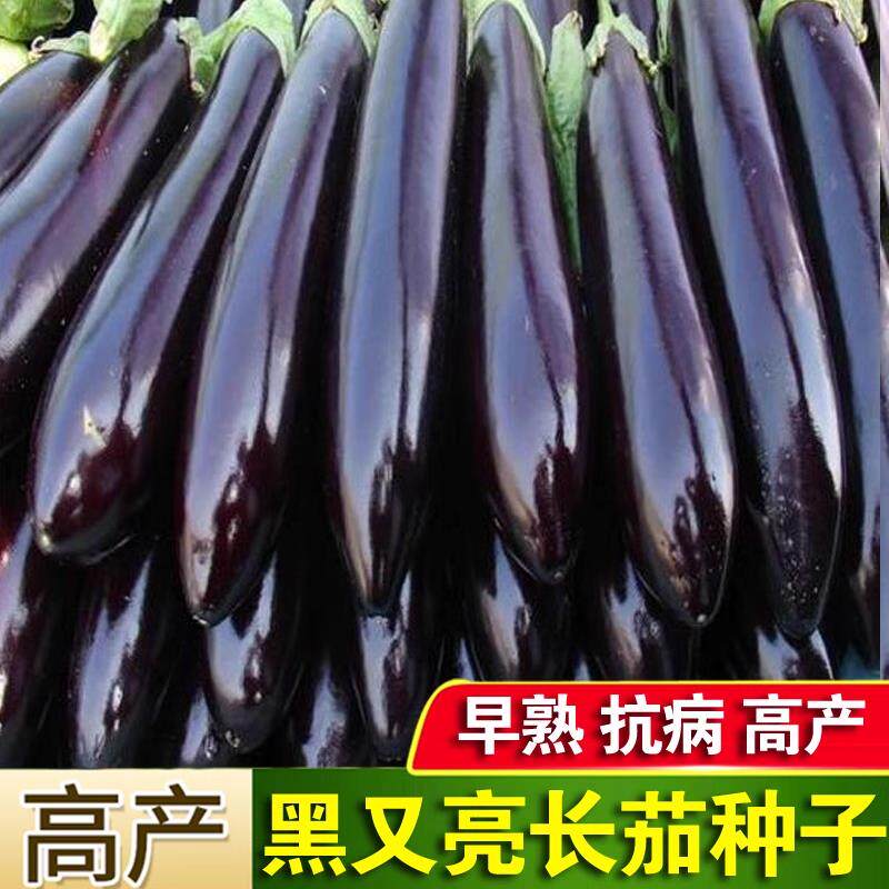紫茄子种子高产黑又亮长茄种子特长茄子杭茄黑长茄紫长茄四季高产