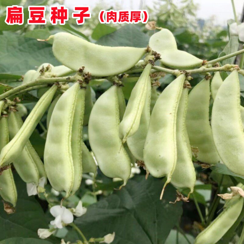 猪耳朵绿眉豆种子大肉扁豆种籽高产春四季阳台盆栽四季豆蔬菜种孑