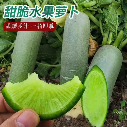 青生吃水果萝卜种子四季播种阳台盆栽农家蔬菜种籽脆甜多汁萝卜籽