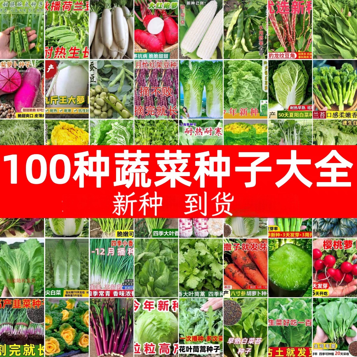 四季蔬菜种子大全菜园盆栽春秋播种夏季耐热冬季耐寒菜籽种孑套餐