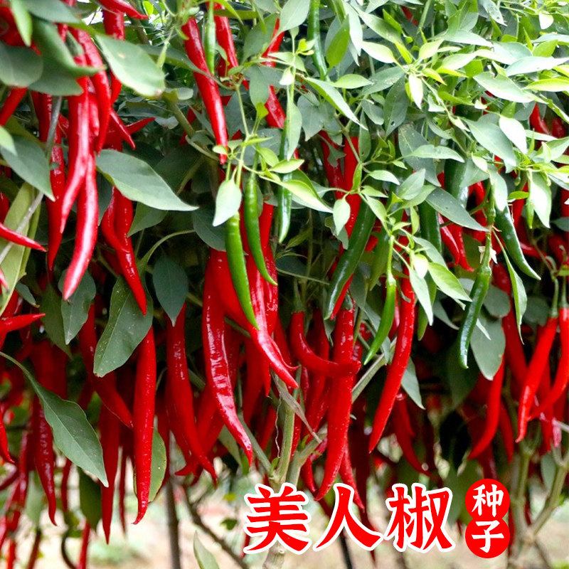 美人椒种子特辣小米椒种子四季播蔬菜种籽阳台盆栽辣椒种籽子大全